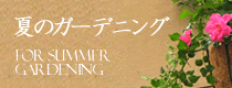 夏のガーデニングの通販・宅配トップ