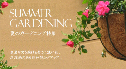 フラワーショップWFS/夏のガーデニング(花鉢植え)特集