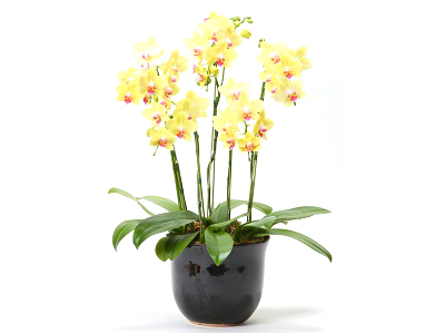 アンスラゴールド寄せ植えの通販・宅配・販売
