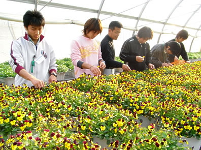 花がらを全て手作業で摘み取る学生たち