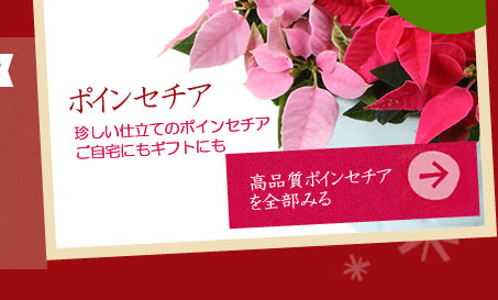 クリスマスのポインセチア販売・通販