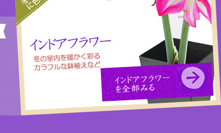 インドアフラワー(お歳暮・ご贈答)販売・通販
