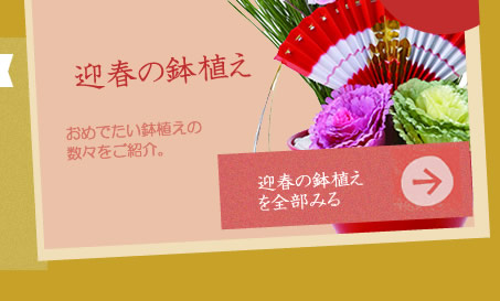 迎春の鉢植え販売・通販