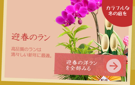迎春の洋ラン花販売・通販