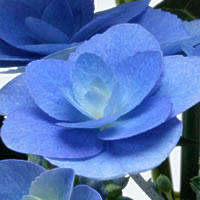 紫陽花