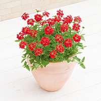 花手毬