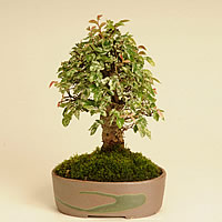 斑入りニレケヤキ
