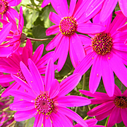 セネッティの育て方 お手入れ方法 花のプロである生産者が教えます Wfs