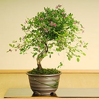屋久島萩