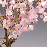 御殿場桜
