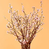 啓翁桜(けいおうざくら)