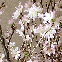 啓翁桜(けいおうざくら)