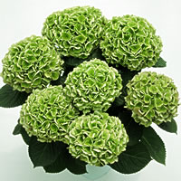 紫陽花「色変わりアジサイ」