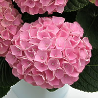 紫陽花「色変わりアジサイ」