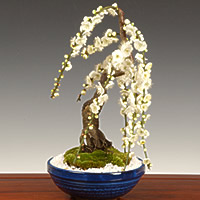 しだれ梅