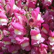 おまつりきんぎょの育て方 お手入れ方法 花のプロである生産者が教えます Wfs