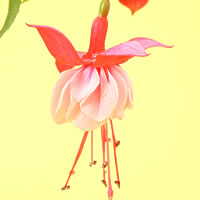 リトルバレリーナ