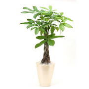 パキラの育て方 お手入れ方法 花のプロである生産者が教えます Wfs
