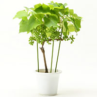 ぶどう デラウェア の育て方 お手入れ方法 花のプロである生産者が教えます Wfs ぶどう デラウェア の育て方 お手入れ方法 花のプロである生産者が教えます Wfs