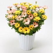 オステオスペルマム サンナドーラ の育て方 お手入れ方法 花のプロである生産者が教えます Wfs