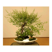 福々盆栽の育て方 お手入れ方法 花のプロである生産者が教えます Wfs