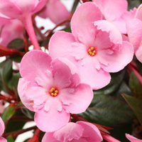 におい桜・ココ