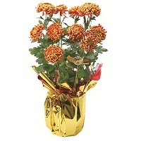 菊(フエゴ・黄金の菊・黄萌の菊)