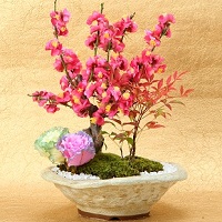 お正月盆栽(梅・南天・葉牡丹の寄せ植え)