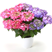 紫陽花「アジアンビューティー」
