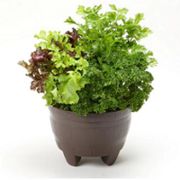 王様サラダ野菜の育て方 お手入れ方法 花のプロである生産者が教えます Wfs