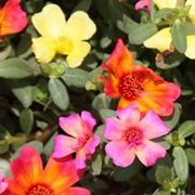 ポーチュラカ ゆうび の育て方 お手入れ方法 花のプロである生産者が教えます Wfs