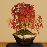 山もみじ