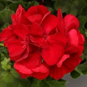 ゼラニウム カリオペ の育て方 お手入れ方法 花のプロである生産者が教えます Wfs