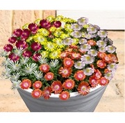 デロスペルマ 砂漠の宝石 カット苗 オレンジ & ピンク デロスペルマ 砂漠の宝石 カット苗 オレンジ & ピンク デロスペルマ