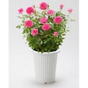 パフュームローズの育て方 お手入れ方法 花のプロである生産者が教えます Wfs