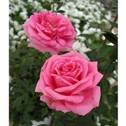 パフュームローズの育て方 お手入れ方法 花のプロである生産者が教えます Wfs
