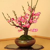 梅(紅梅・白梅)