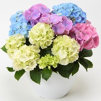 紫陽花「カラフルミニあじさい」