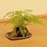 苔玉しのぶ