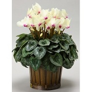 シクラメン「ゴールデンガール」の育て方・お手入れ方法|花のプロで