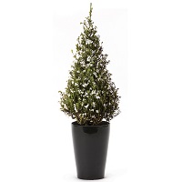 クリスマスエリカ