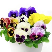 巨大輪パンジー「ボニータ」の育て方・お手入れ方法花のプロである 