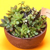 多肉植物「ディッシュガーデン」