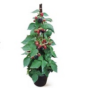 ブラックベリーの育て方 お手入れ方法 花のプロである生産者が教えます Wfs ブラックベリーの育て方 お手入れ方法 花のプロである生産者が教えます Wfs