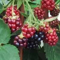 ブラックベリー