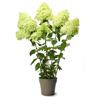 紫陽花「ライムライト」
