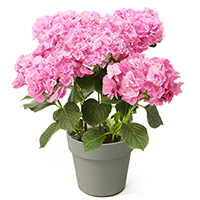 紫陽花「フェアリーアイ」
