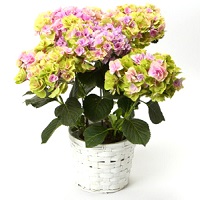 紫陽花「フェアリーアイ」