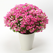ペラルゴニウム グランパッソの育て方 お手入れ方法 花のプロである生産者が教えます Wfs
