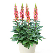 イルミネーション フレイムの育て方 お手入れ方法 花のプロである生産者が教えます Wfs